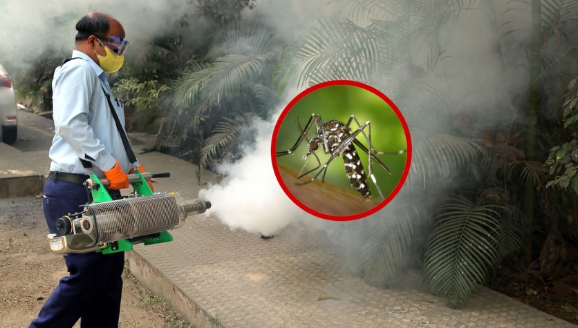 Mosquito Control Service